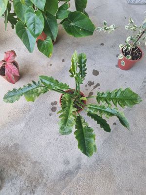 Philodendron Thai Sunrise arzon narxda