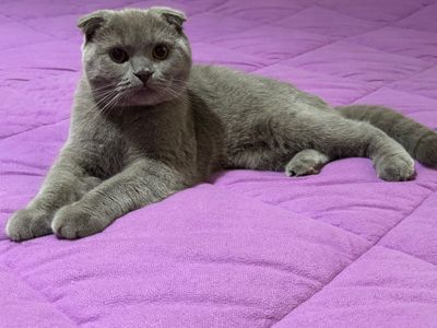 Продам шотландского вислоухого кота лилового окраса (Scottish Fold)
