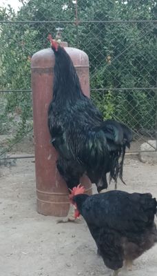 Gigant qorashahzoda xoʻroz sotiladi