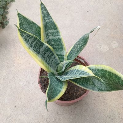 Сансевиерия / Sansevieria LAURENTII