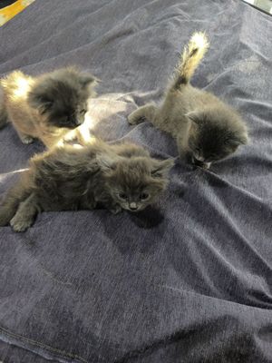 Котята скотиш страйт