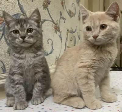 Продаются котята сибирской породы 3 мес. 2 девочки и 3 мальчика.