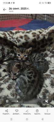 Продается бенгальские кошки