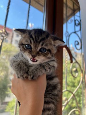 Mushu Scottish Fold