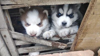 Кукон шахар алишер