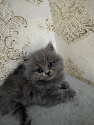 Продается котята