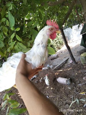 Xoroz sotiladi broller