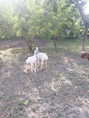 Ona bola qoy sotiladi