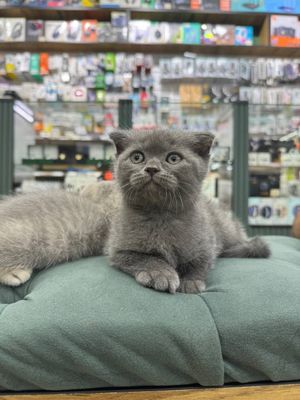 Продаются шотландские котята