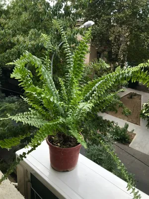 Домашние цветы, создающие уют