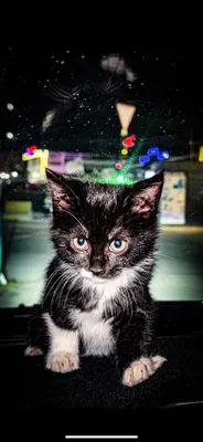 Siyam mushigi toza zotlik | 1.5 oylik