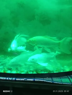 Баликлар сотилади