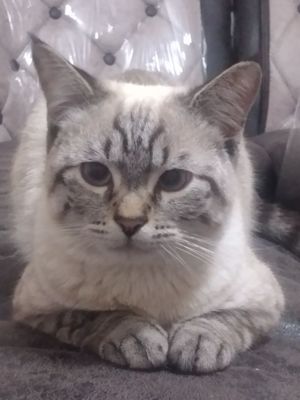 Ismi kris, 9 avgust kuni birga kirdi, zotdor mushuk, o'rgatilgan