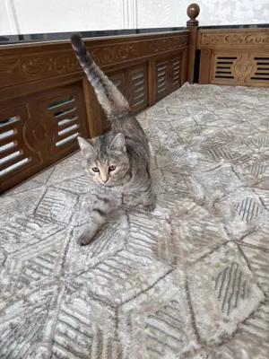 uy mushugi paroda:дракон ли