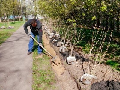 Садовник уборка территорий посадка деревьев цветов кукаламзорлаштириш