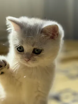 Продается шикарный мальчик. Игривый , Ласковый .