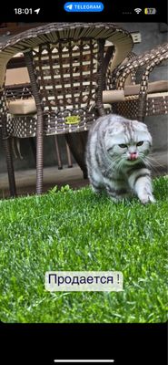 Шиншилла, Скотиш Фолд сотилади