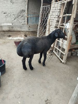 Qora qoʻchqor sotiladi 4500. Boqilgan qurbonlikka ham boladi