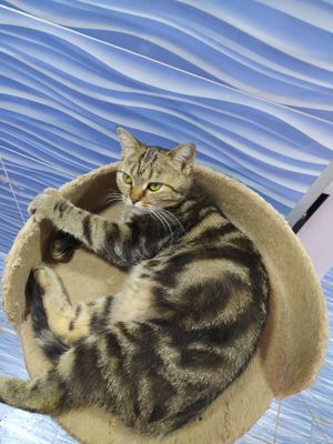 Бенгалский кошка. Bengalskiy mushu