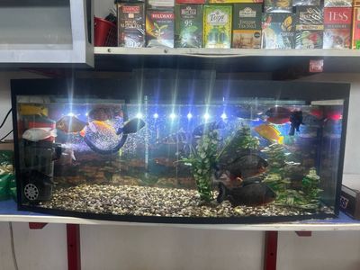 Akvarium sotiladi hamma narsasi bilan