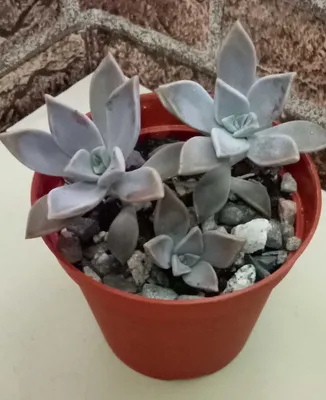 Продам. Плектрантус или домашняя мята. С приятный мятный ароматом.