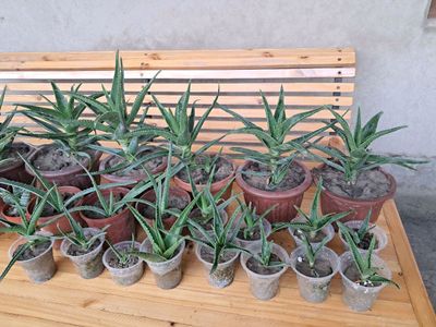 Aloe vera-shifobaxsh gul