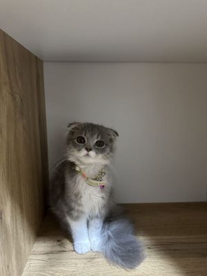 Продам кошку в добрые руки