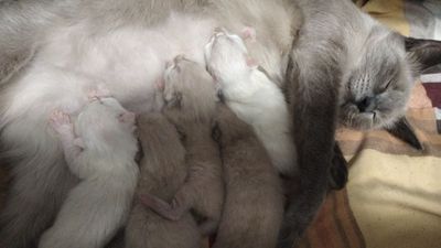 5 ta mushuk bolasi sotiladi