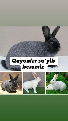 Halol so’yib beramiz