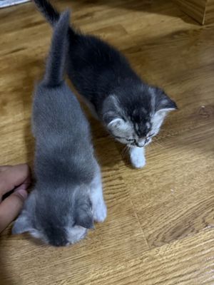 Шотландсике прямоухие котята