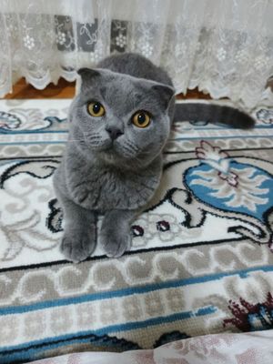 Scottish fold чистокровный