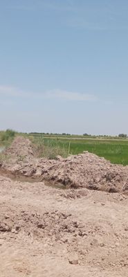 Makka silos bor 2 gektar oʻrib olishga kg uchun 950 soʻm