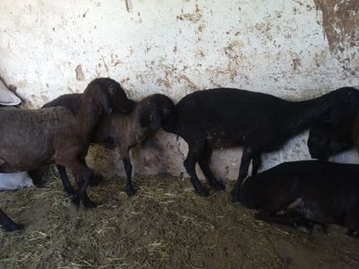 Sotiladi quylar 10 mln kami bor