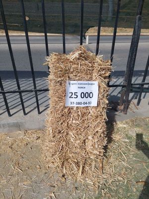 Shirin makkajo‘xori poyasi