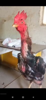 Шалпанг Хурозимиз Срочно сотилади