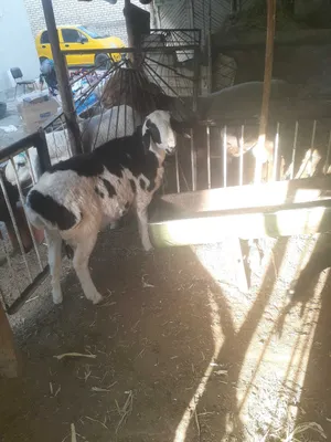 Tagal barralar harxil katta kichik