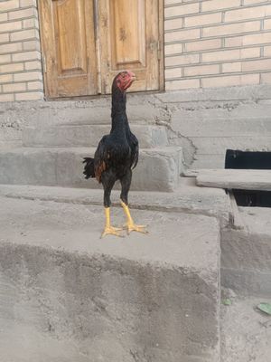 Kulangi juja sotiladi 3 oylik