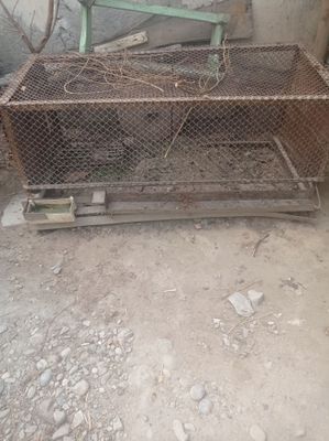 Tovuq katak sotiladi!!