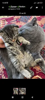 Британская короткашерстная