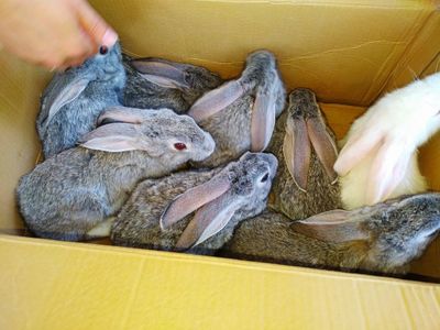 Продам домашные кролики
