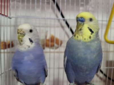 chroyli toti quwlar juftligi soglom va faol