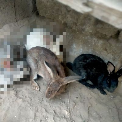 Продам 2 кролика самцы