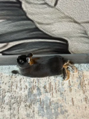 Нидерландский кролик