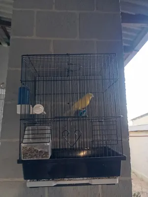 продается канарейка тройник с клеткой