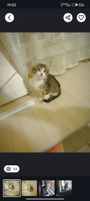 Котенок 1.5 мес девочка