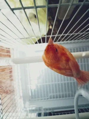 Канареки  пплавиний