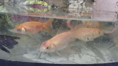 Продаются Золотые рыбки