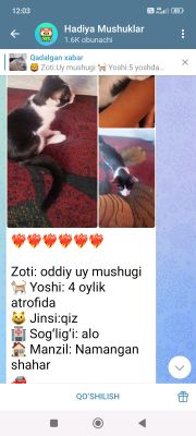 mushuk