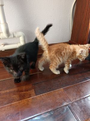 Котята бесплатно, доставкой на дом