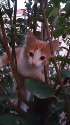 Мушукча котёнок
